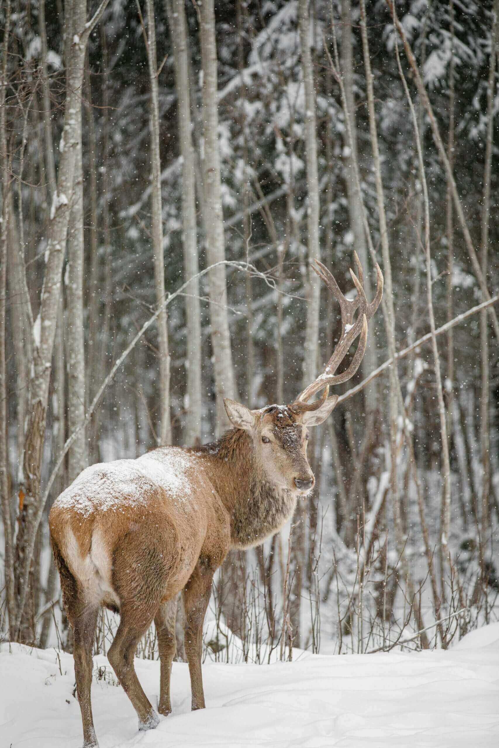 Bull elk with antlers in snowy forest